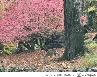 R2D2zSosnowca - @R2D2zSosnowca ʕ•ᴥ•ʔ