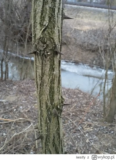 iwaify - Wiecie co to jest?