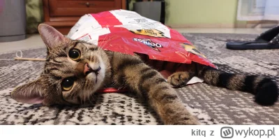 kitq - @PorzeczkowySok: