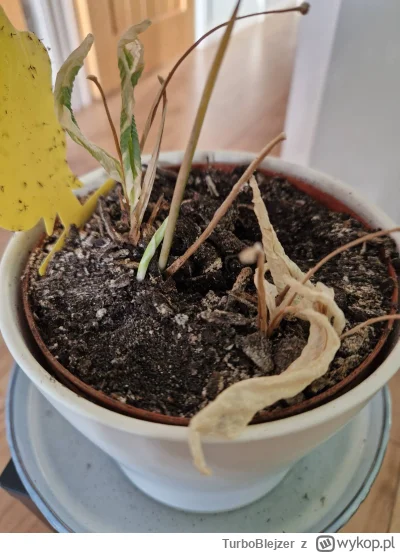 TurboBlejzer - Mirki/Mirabelki, moze Wy cos poradzicie - nie moge uratowac kwiatka :(...