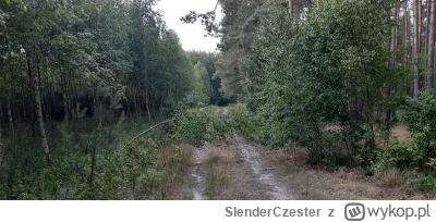 SlenderCzester - jak takie cos jest na leśnej drodze to znaczy ze dostane #!$%@? jak ...
