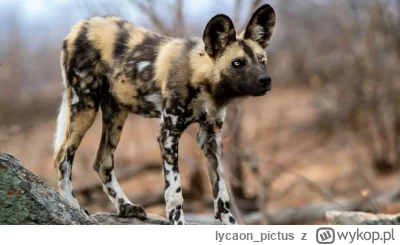 lycaon_pictus - @wfyokyga: Lycaon Pictus, Likaon Pstry, African Wild Dog, African Pai...