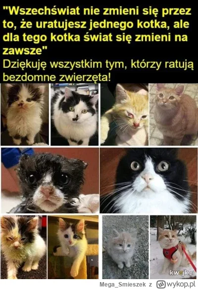 Mega_Smieszek - A kochacie kotki? (╥﹏╥)

#koty #czujedobrzeczlowiek