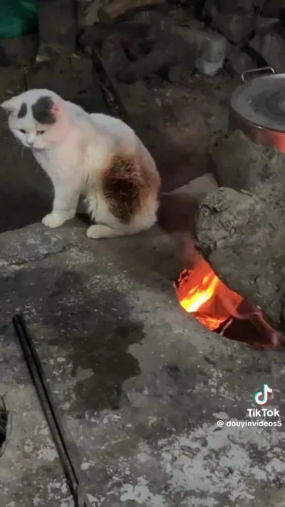 Bogart - #przypalonykot