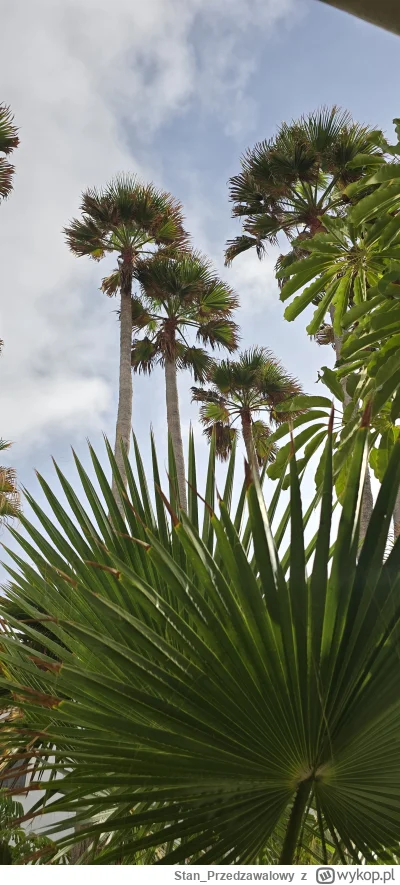 Stan_Przedzawalowy - @BiletNaKrucjate nie denerwuj się