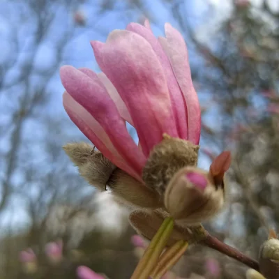 Chodtok - kwiatuszek dla cb

#dailykwiatuszek