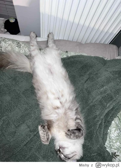 Mishy - Śpi sb
#pokazkota