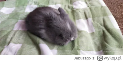 Jabuszgo - @simpiara