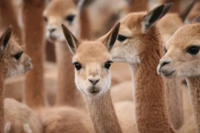 Darko69 - Takie ichnie lamy
Wikunia andyjska, wikunia, wigoń – gatunek południowoamer...