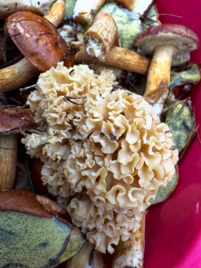 L3stko - Legit?

#grzyby