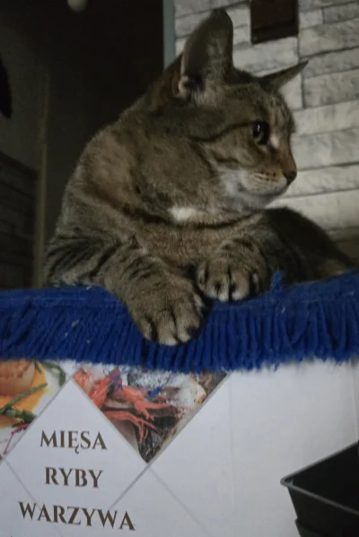 Solsith - #pokazkota #spaslak Buła biznes otwiera taka bida ( ͡° ʖ̯ ͡°)