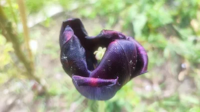MateMizu - @Chodtok: Dla cb też czarny tulipanik
