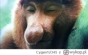 Cygan12345 - Kiedy we wtorkowy wieczór podjadłeś rosołku, a Real dostaje gola do szat...