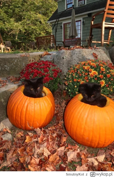 SmutnyKot - #dziwnekotki