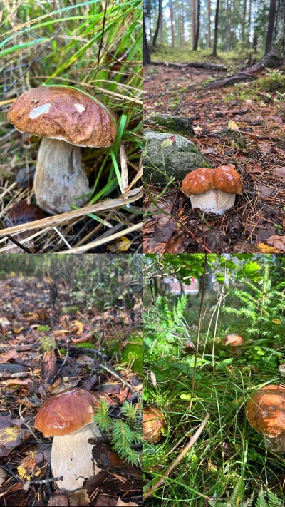 downton - #grzyby dzisiejszy spacer (｡◕‿‿◕｡)