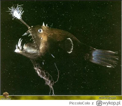 PiccoloColo - Seba wygląda jak ryba głębinowa