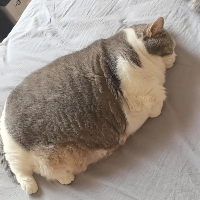 RitmoXL - ( ͡°( ͡° ͜ʖ( ͡° ͜ʖ ͡°)ʖ ͡°) ͡°) THIC BOI