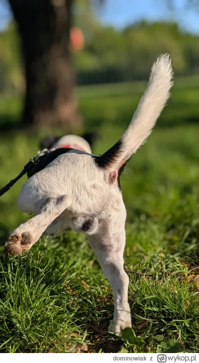 dominowiak - #psy #psiarze ja i mój piesek serdecznie pozdrawiamy tag