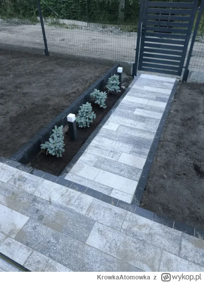 KrowkaAtomowka - #rosliny #botanika #drzewa Hej posadziłem dzisiaj takie karłowate dr...