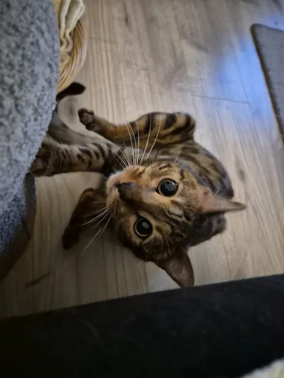 Lujdziarski - #pokazkota #dziarskikacperek o Kotek