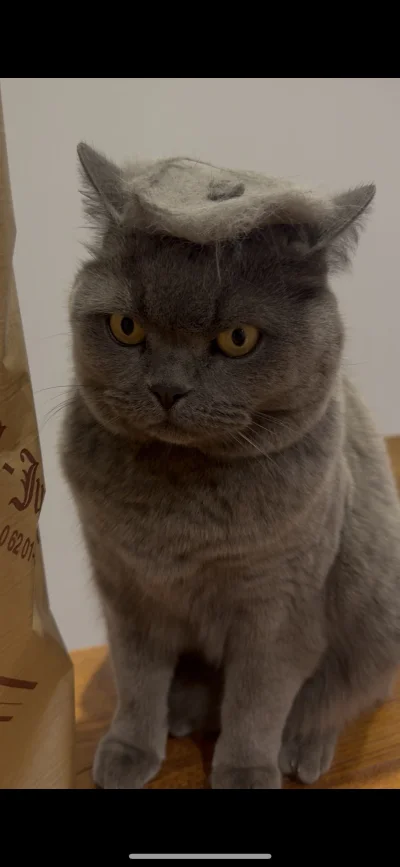 Buli98 - @curiousboi ja