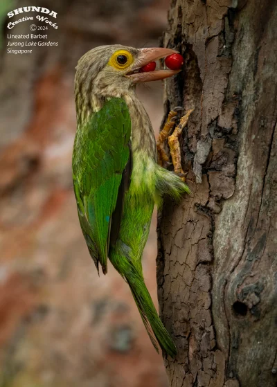 Lifelike - Pstrogłów plamkowany (Psilopogon lineatus)
Autor
#photoexplorer #fotografi...