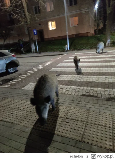 echelon_ - #smiesznypiesek #gdynia Kulturka bo po pasach!