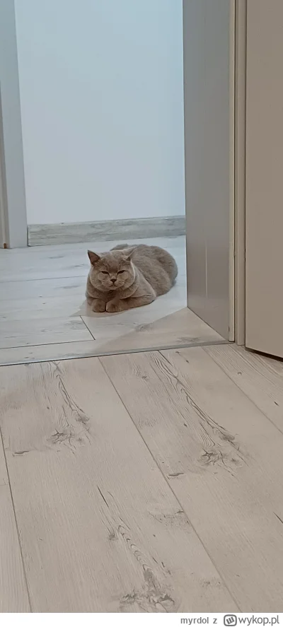 myrdol - Co tam knujesz znowu?
#koty #pokazkota
