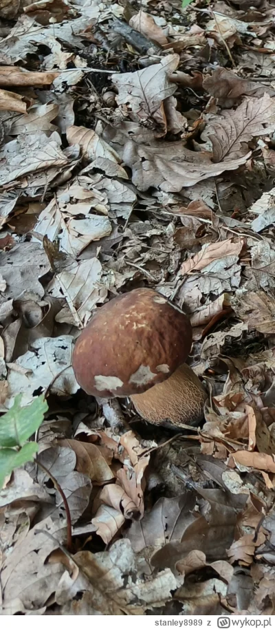 stanley8989 - Co to za gagatek ? Podobny do prawdziwka ale trzon mi nie pasuje. Czy j...