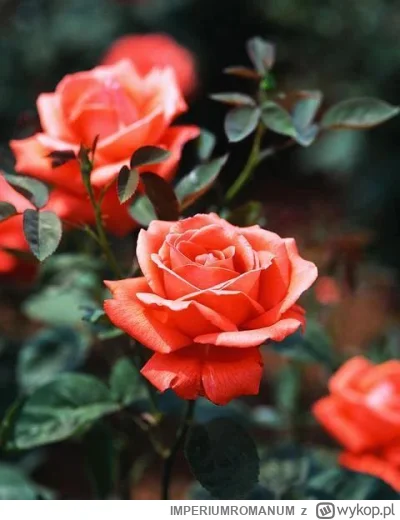 IMPERIUMROMANUM - Sub rosa – czyli „w tajemnicy”

Róża już w czasach antycznych posia...