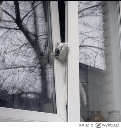 KMDZ - #gielda tymczasem ludzie grający na cfd w #xtb ( ͡° ͜ʖ ͡°)