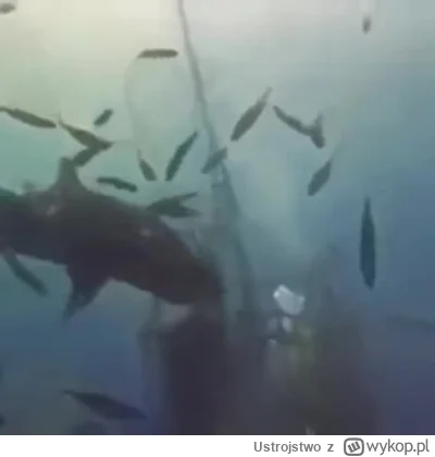 Ustrojstwo - Spotkanie z rekinem może być bardzo niebezpieczne #rekin #rekiny