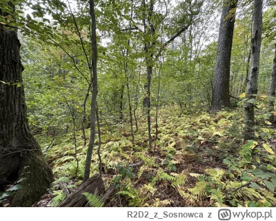 R2D2zSosnowca - @R2D2zSosnowca tymczasem w lesie już mocno jesiennie i umieranko 

El...