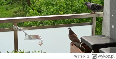 Wafelx - Jeśli zastanawiacie się jak działa taśma holograficzna odstraszająca gołębie...