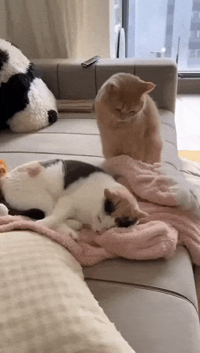 wfyokyga - Kocia menda