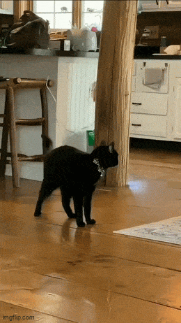 wfyokyga - Kiciusia p----------o