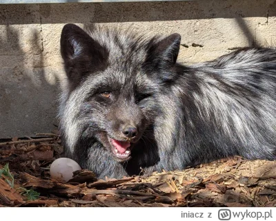 iniacz - Dużo trudnych tematów, rozczarowująca polityka, smuteczki codzienności. Maci...