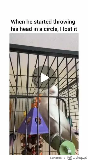 Lukardio - #heheszki #papuga #papugi #bird #zwierzaczki #muzyka #taniec