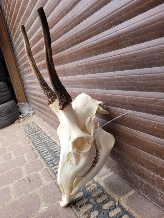 klangor - @Fallar: Pytanie, czy to rzeczywiście róża. A co do kształtu, widział kiedy...