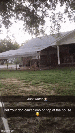 wfyokyga - Brawo dla piesiu