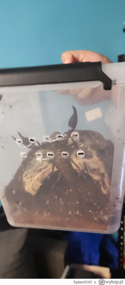 Splash545 - @fi9o: Narazie nie ma co nagrywać bo znalazł swoją wygodna pozycję ( ͡° ͜...