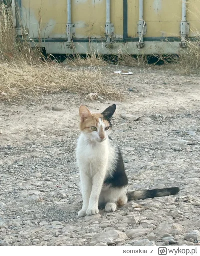 somskia - Jaki słodziak #kitku to umrę (╯︵╰,) #koty #koteczkizprzypadku