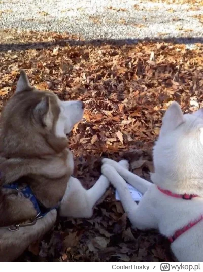 CoolerHusky - @InnyWymiar90 piękne ^-^