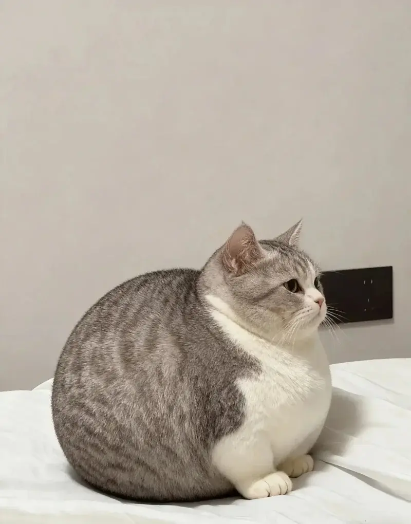 RitmoXL - ( ͡°( ͡° ͜ʖ( ͡° ͜ʖ ͡°)ʖ ͡°) ͡°)