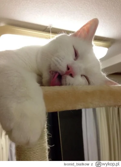 leonid_bialkow - @wfyokyga: cze dla ciebie