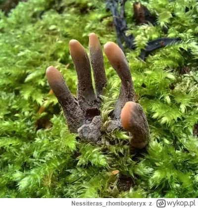 Nessiteras_rhombopteryx - #gabinetosobliwosci #creepy