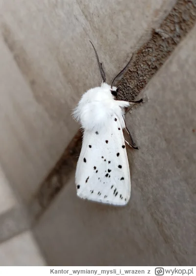 Kantorwymianymysliiwrazen - @WLADCA_MALP: To taka ćma jest. ¯\(ツ)/¯
Moja jak rektor w...