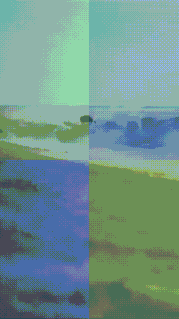 wfyokyga - Buzi dla foku