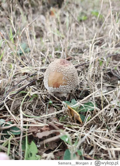 Samara__Morgan - #grzyby 
Phii wszędzie standardowe grzyby, a ja zbieram takie i to u...