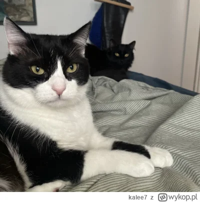 kalee7 - @Pietruchoowy mam podobny zestaw ʕ•ᴥ•ʔ